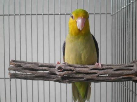 鳥用品止まり木カクタススケルトンパーチ特大No.217