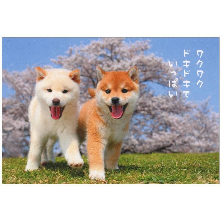 蝶と犬 蝶と犬 蝶と犬 蝶と犬 Yahoo!オークション - Z/X