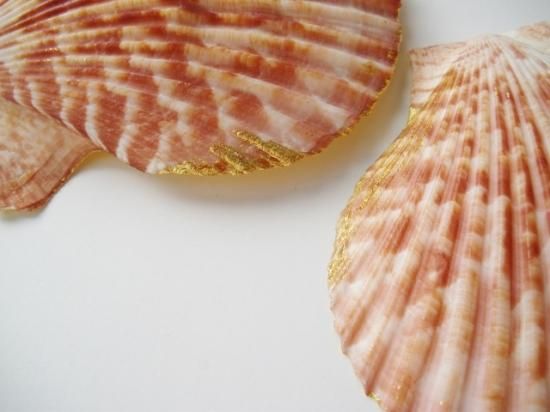 貝香合 (共箱)中村湖彩 - 茶道具販売 栗林園