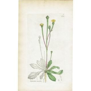ボタニカルアート（植物画）Botanical アンティーク ヴィンテージの