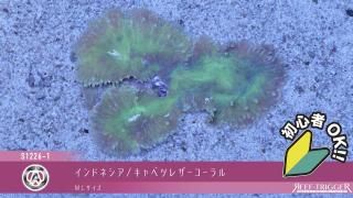 15W 東熱 ブルーライト紫外線殺菌灯(石英管あり)[当店稼働中] - REEF