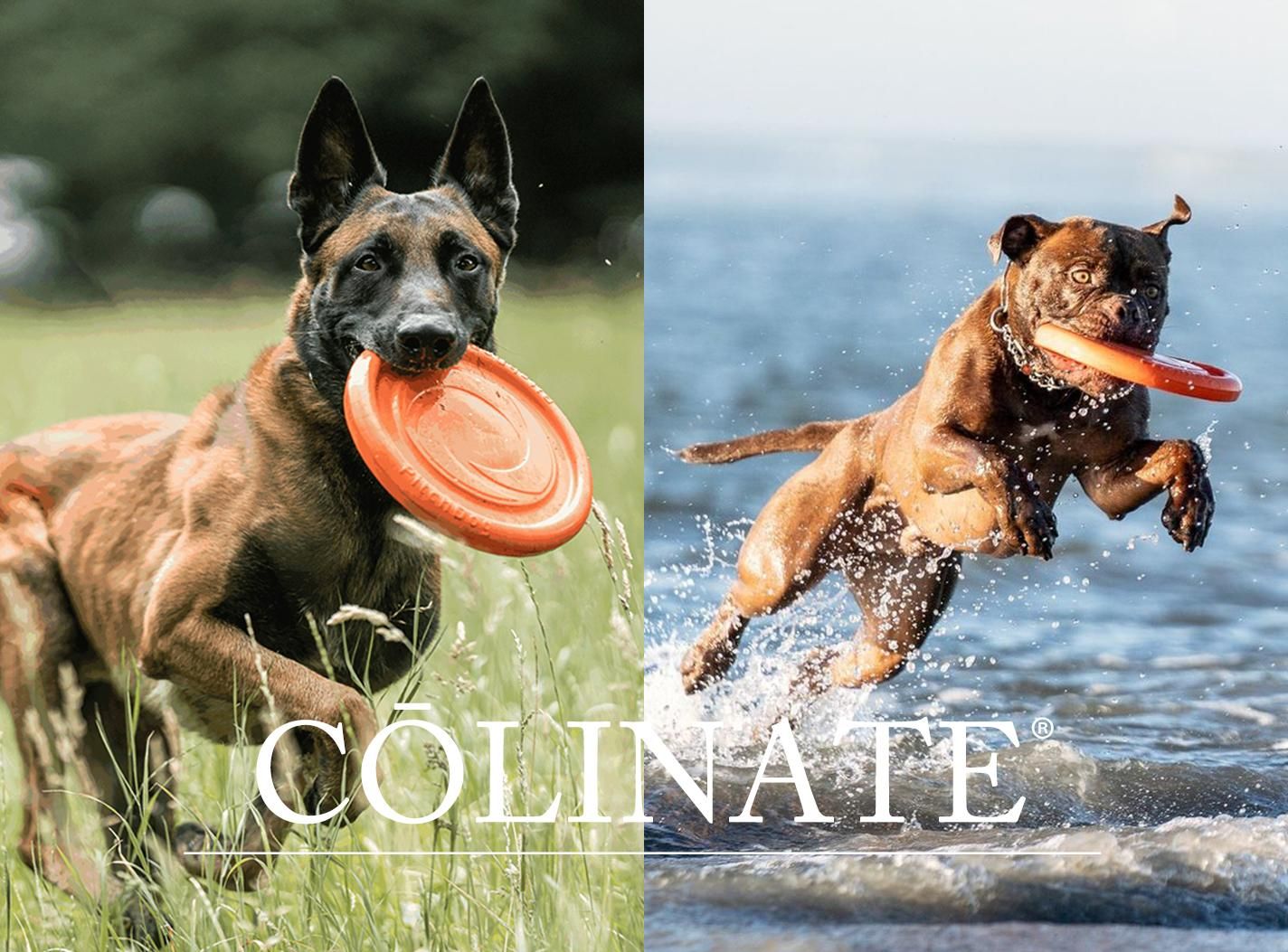 中型犬・大型犬向け ドッグスポーツ・フライング・ディスク