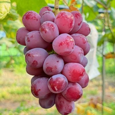 ぶどう農園 Nini farm オンラインショップ