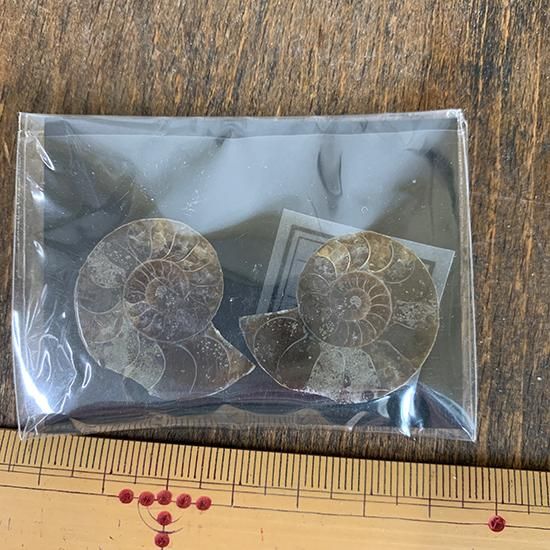 アンモナイト 化石 全形