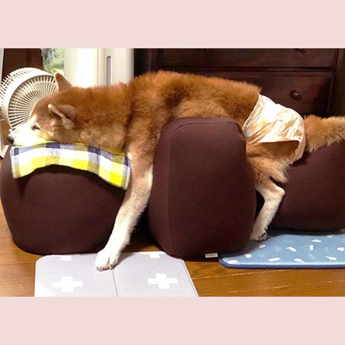 リラクッションセット（本体+カバー）／ワンエイド｜わん子ん家ひまカフェ