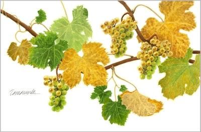 玉村豊男 版画作品 - ヴィラデストワイナリーオンラインショップ