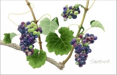 玉村豊男 版画作品 - ヴィラデストワイナリーオンラインショップ