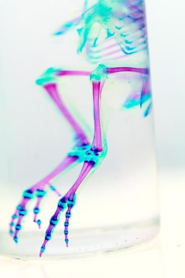 透明工房 ～生命の華～ ☆透明標本 製作・販売 学術指導☆