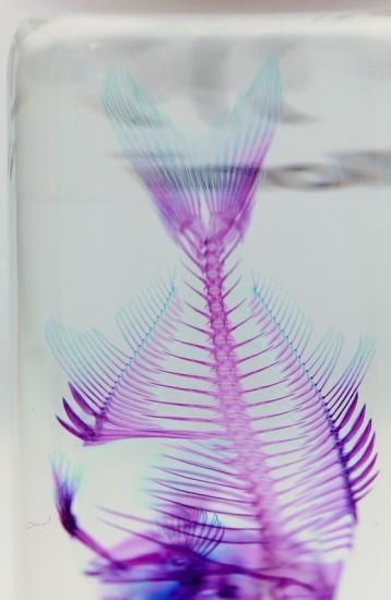 透明工房 ～生命の華～ ☆透明標本 製作・販売 学術指導☆