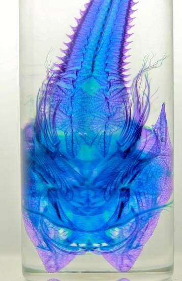 透明工房 ～生命の華～ ☆透明標本 製作・販売 学術指導☆