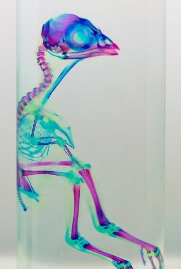 透明工房 ～生命の華～ ☆透明標本 製作・販売 学術指導☆