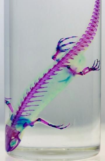 透明工房 ～生命の華～ ☆透明標本 製作・販売 学術指導☆