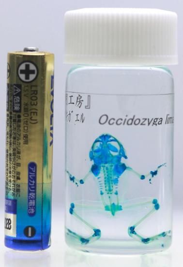 透明工房 ～生命の華～ ☆透明標本 製作・販売・通販 学術指導☆