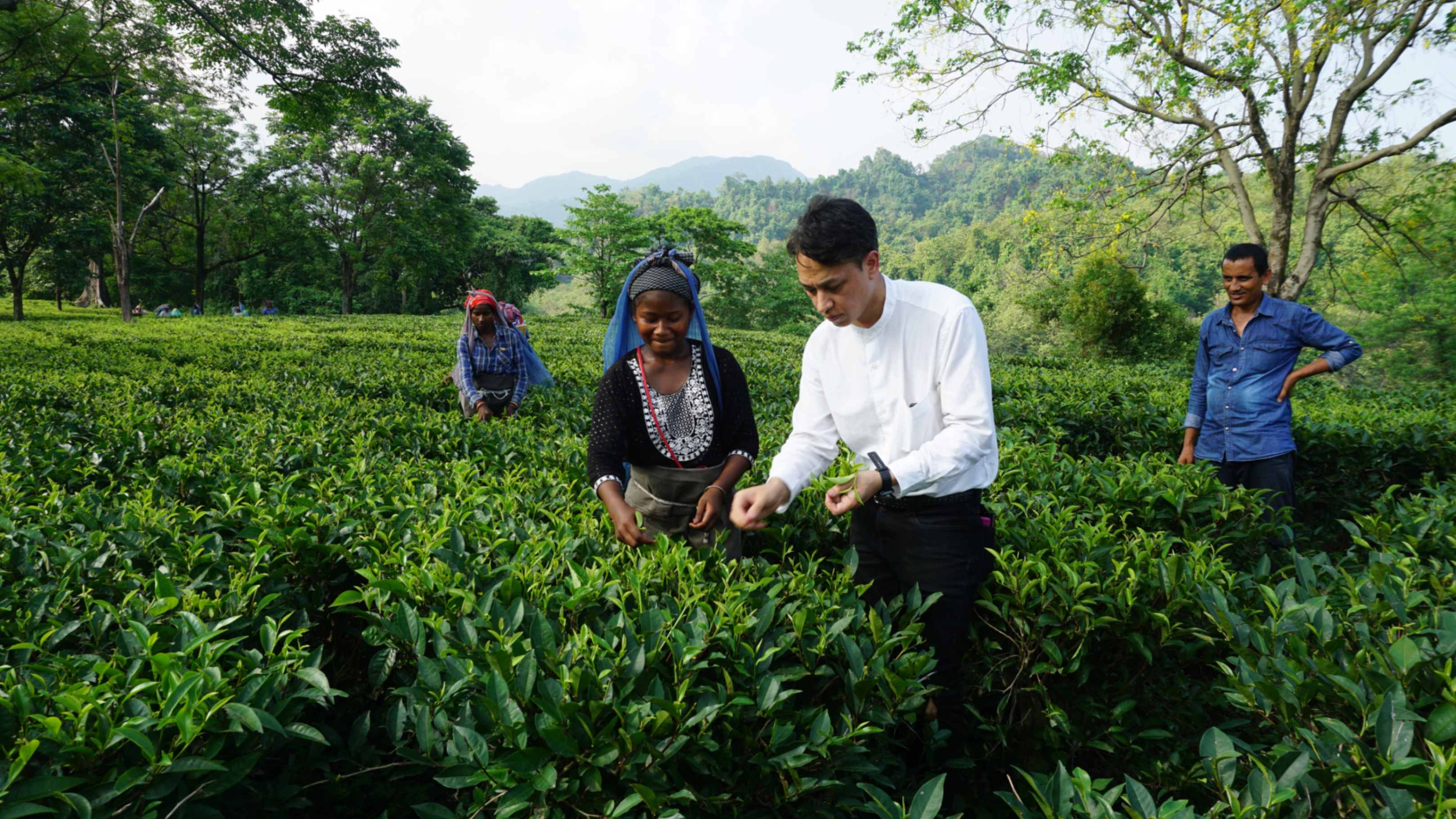 クールミント レンジdeチャイ ティーバッグ 15包/50包入 ※すっきりと
