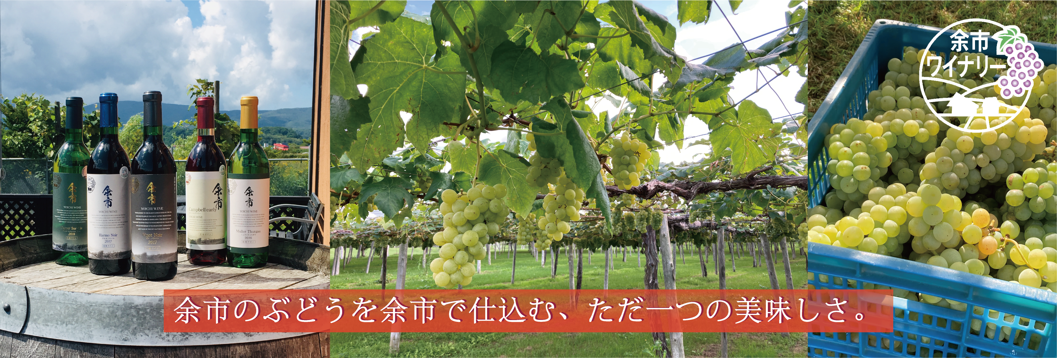 北海道ワイン イレンカ2018 & セツナウタ2022 セット 北海道ワイン