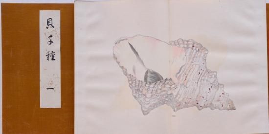 貝千種 Kai Sensyu (1000 kinds of shellfish) - 赤尾照文堂は、京都の