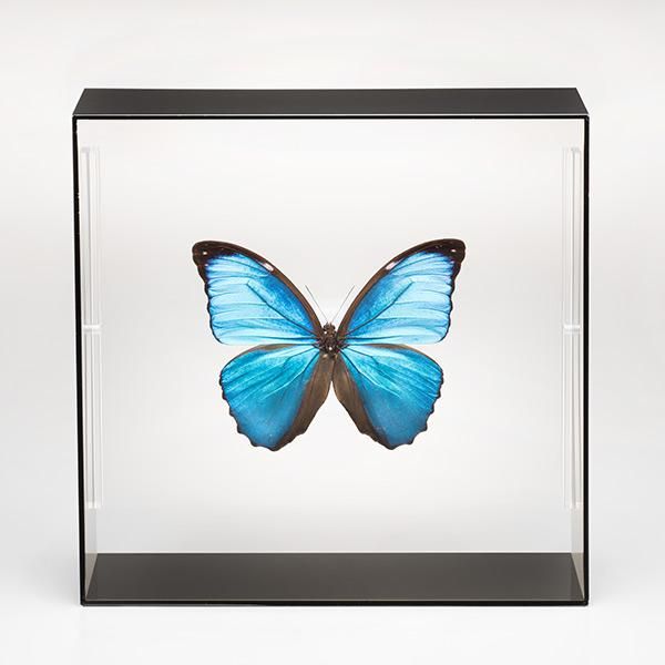 モルフォ蝶 標本 【公式通販】