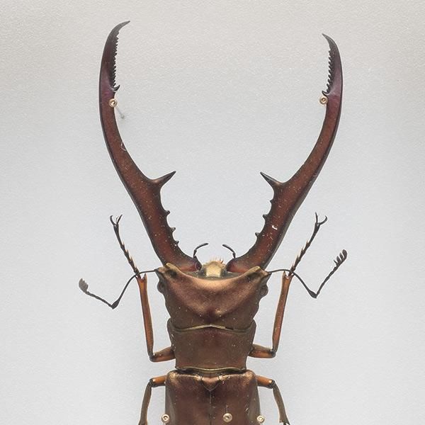 昆虫標本コレクション！メタリフェールホソアカクワガタ- 三宝堂