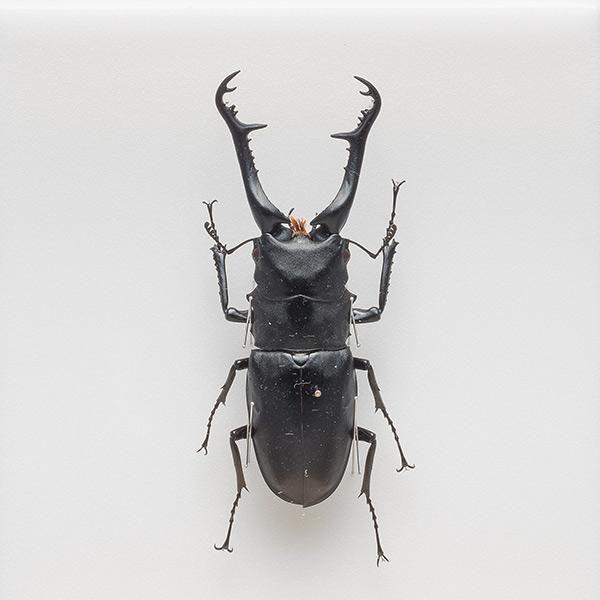 昆虫標本コレクション！ギラファノコギリクワガタ- 三宝堂オンライン