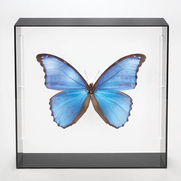 蝶標本 お得 南米の蝶大量 データ全てなし 蝶標本 お得 南米の蝶大量
