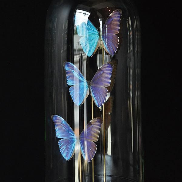 モルフォ蝶の標本盾／ブラジルのお土産。【ガラス製 MADE IN BRAZL