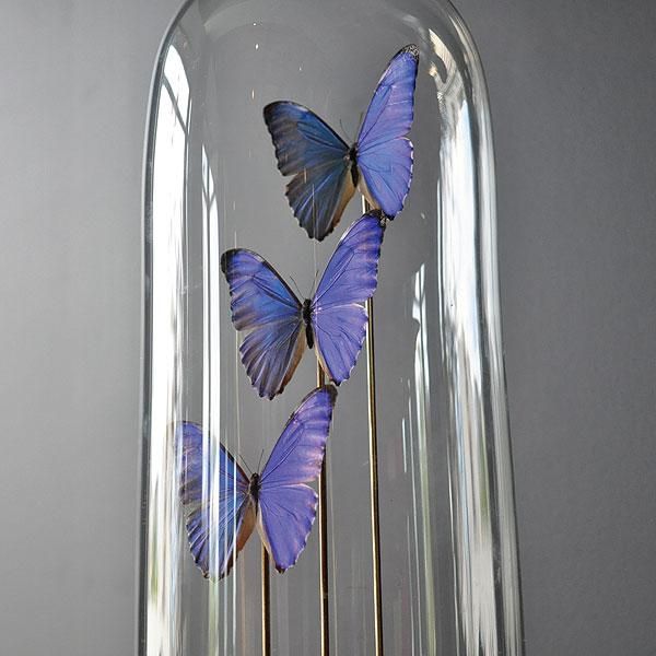 ガラスドームモルフォチョウ 標本/フランスアンティーク雑貨・家具の