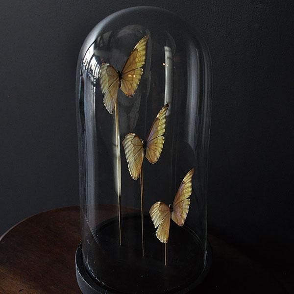 蝶 標本 モルフォ蝶 ゼフィリティスモルフォ ガラスドーム