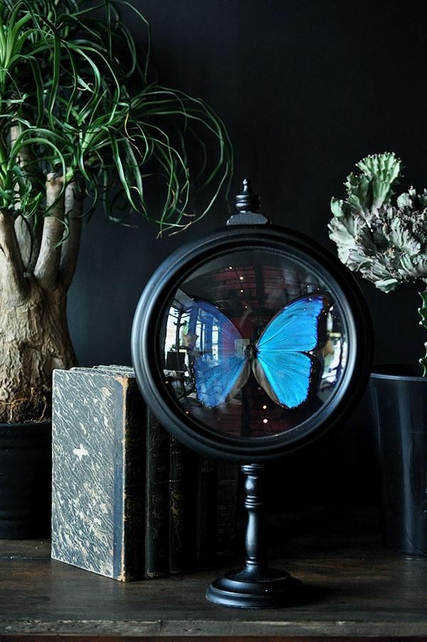 タグ「モルフォ」 , 蝶の標本 販売・通販のNatureShop|モルフォや