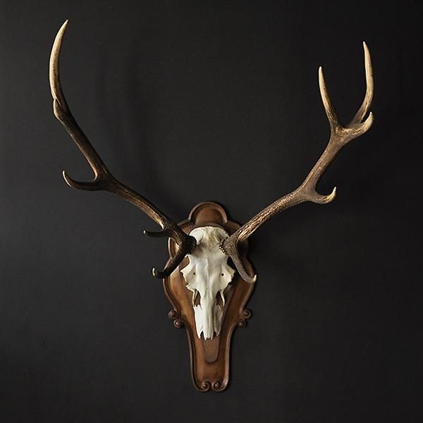 九州鹿 スカルトロフィー 【公式通販】