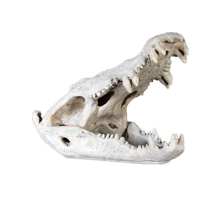 木彫 恐竜 オロロティタン 頭骨模型 1/10スケール 木彫 恐竜 オロロ