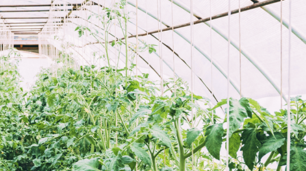 植物育成灯 ソダテック LED 720W 業務用 - 水耕栽培専門店エコゲリラ