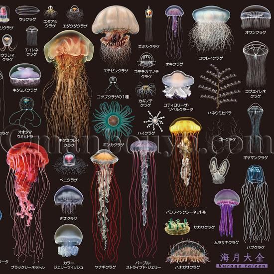 A4サイズ下敷き】クラゲグッズ◇おもしろ文房具◇くらげの図鑑◇海月