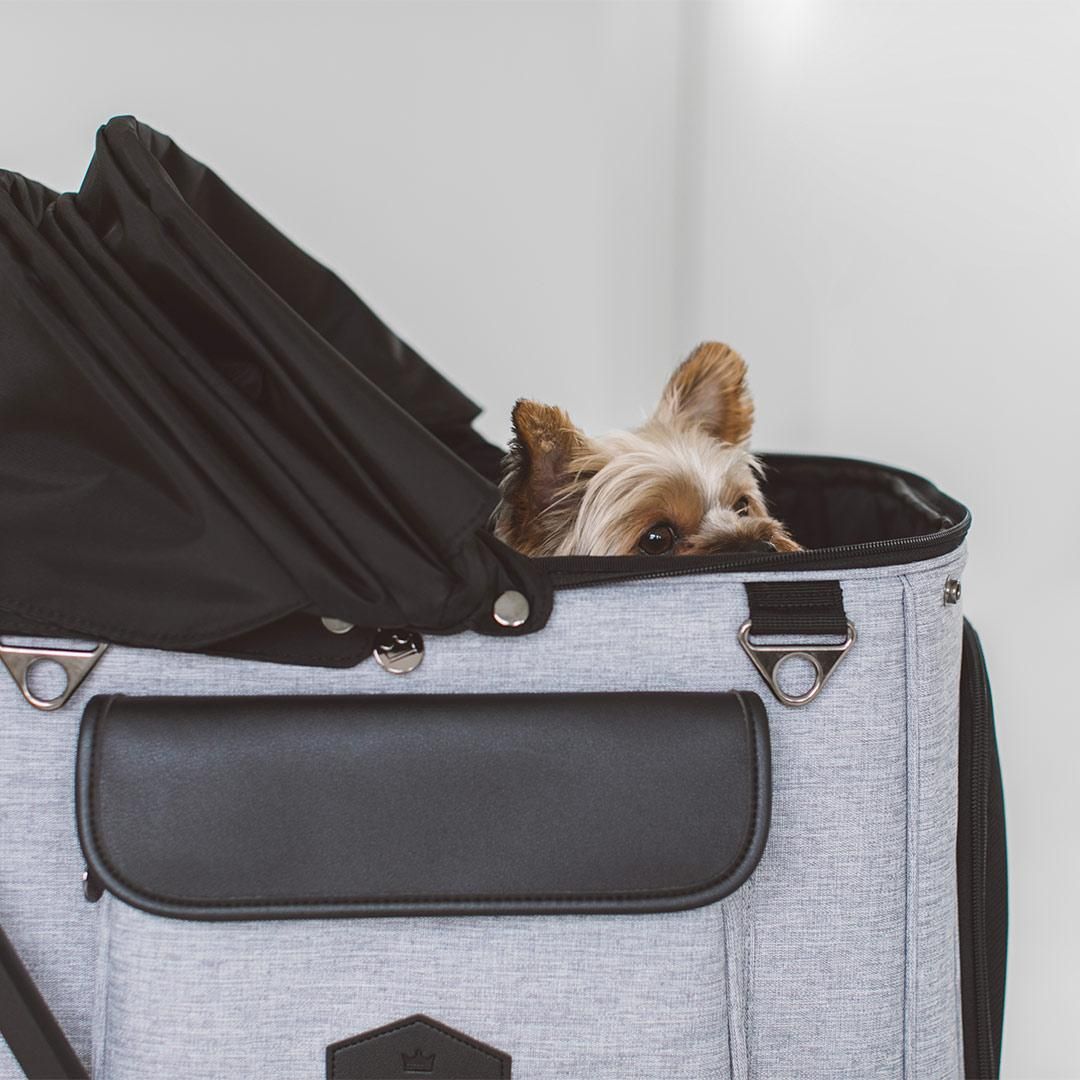 ROYAL TAILS Alice（ロイヤルテイルズ アリス） - ドッググッズ・猫