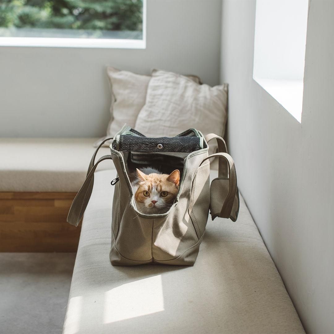 スクエアトート キャンバス ソリッド - ドッググッズ・猫グッズ通販