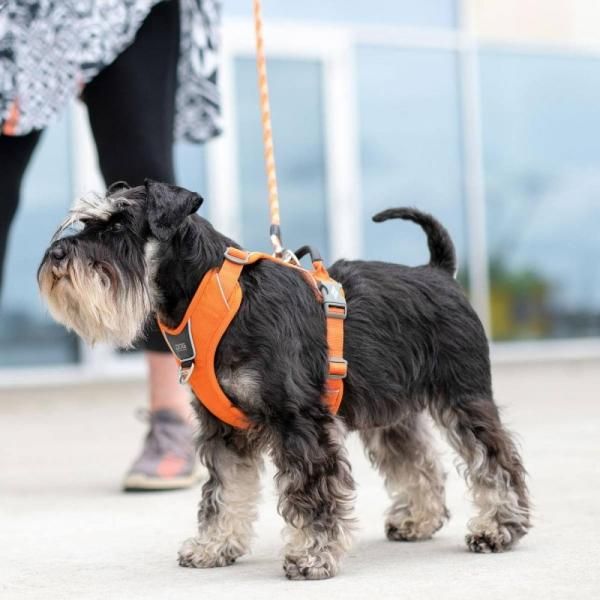 ドッグコペンハーゲンハーネス・COMFORT WALK PRO HARNESS（小型-大型