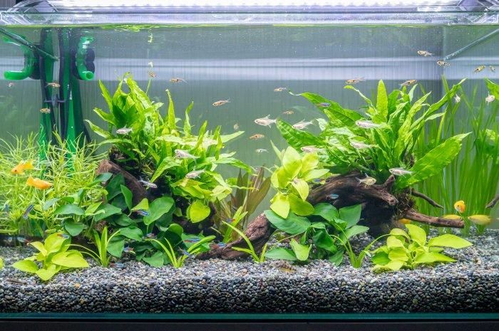 トロピカオリジナル】W600mm淡水水槽フルセット - オーダーメイド水槽