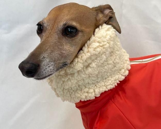 即納品可】スノースーツ（オレンジ） - イタグレ(イタリアングレー