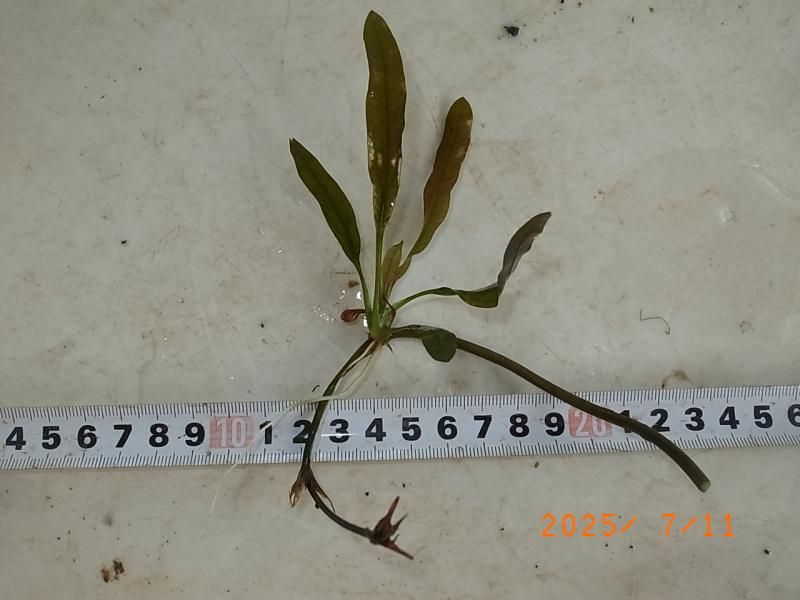 エキノドルス ホレマニー ダークグリーン