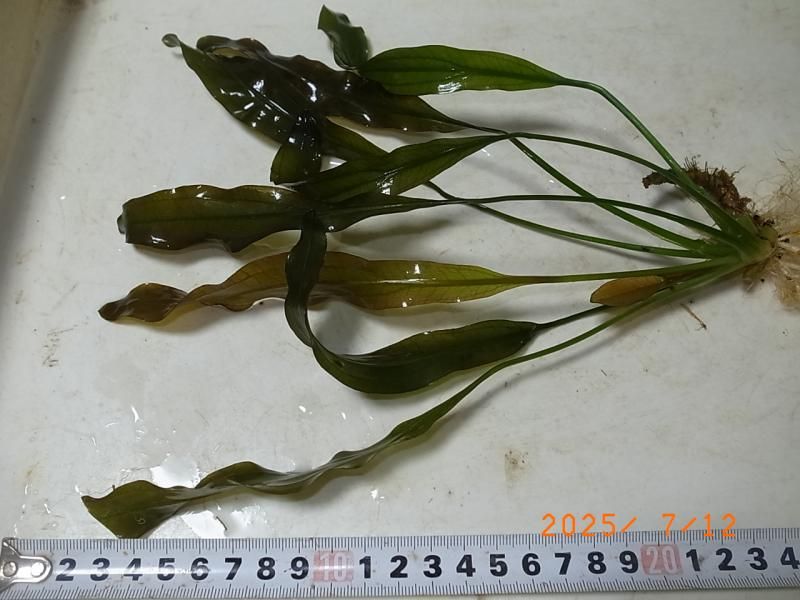 エキノドルス ホレマニー ダークグリーン