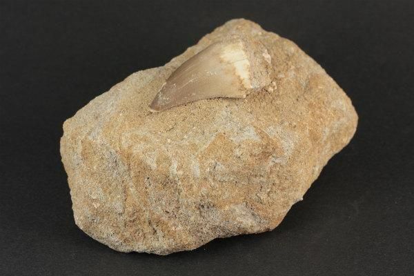 モササウルスの歯 母岩付き321g｜天然石や化石 通販キラリ石