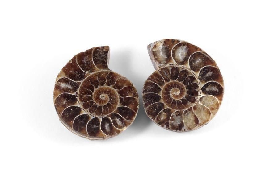 アンモナイト 化石 ペア 31.1g｜天然石 化石 通販 キラリ石
