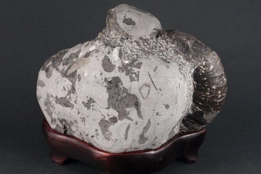 アンモナイト化石 北海道産 アナゴードリセラス 1.1kg｜キラリ石