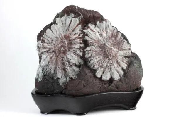 黄金菊花石 岩手県 陸中川井産 天然石 【公式通販】