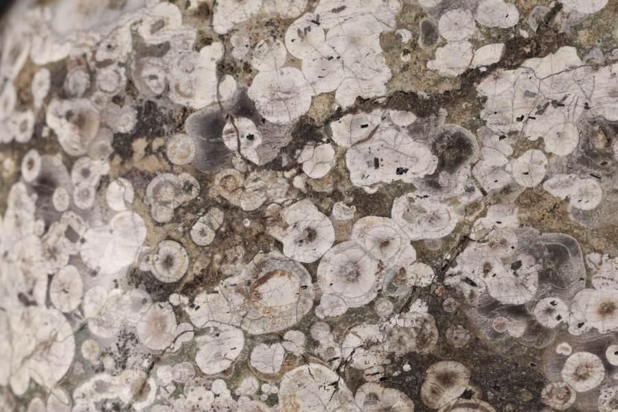 白山紋石 磨き石 3.2kg｜天然石 通販のキラリ石