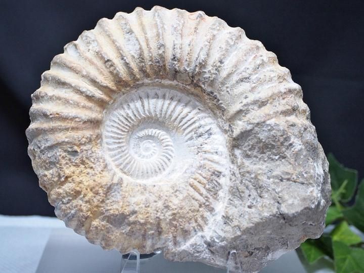 アンモナイト 化石 石の大きさ約10センチ 写真現物をお届け！大サイズ！