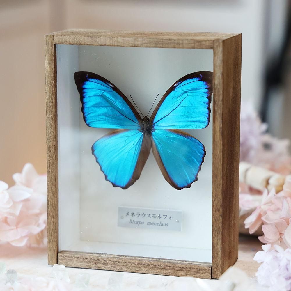 ミトリ様専用！モルフォセット！ もずく 標本蝶 3頭セット もずく様