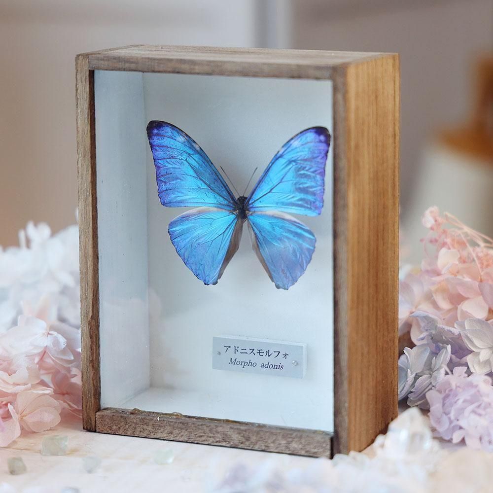 蝶標本「アドニスモルフォ」 - 海福雑貨通販部
