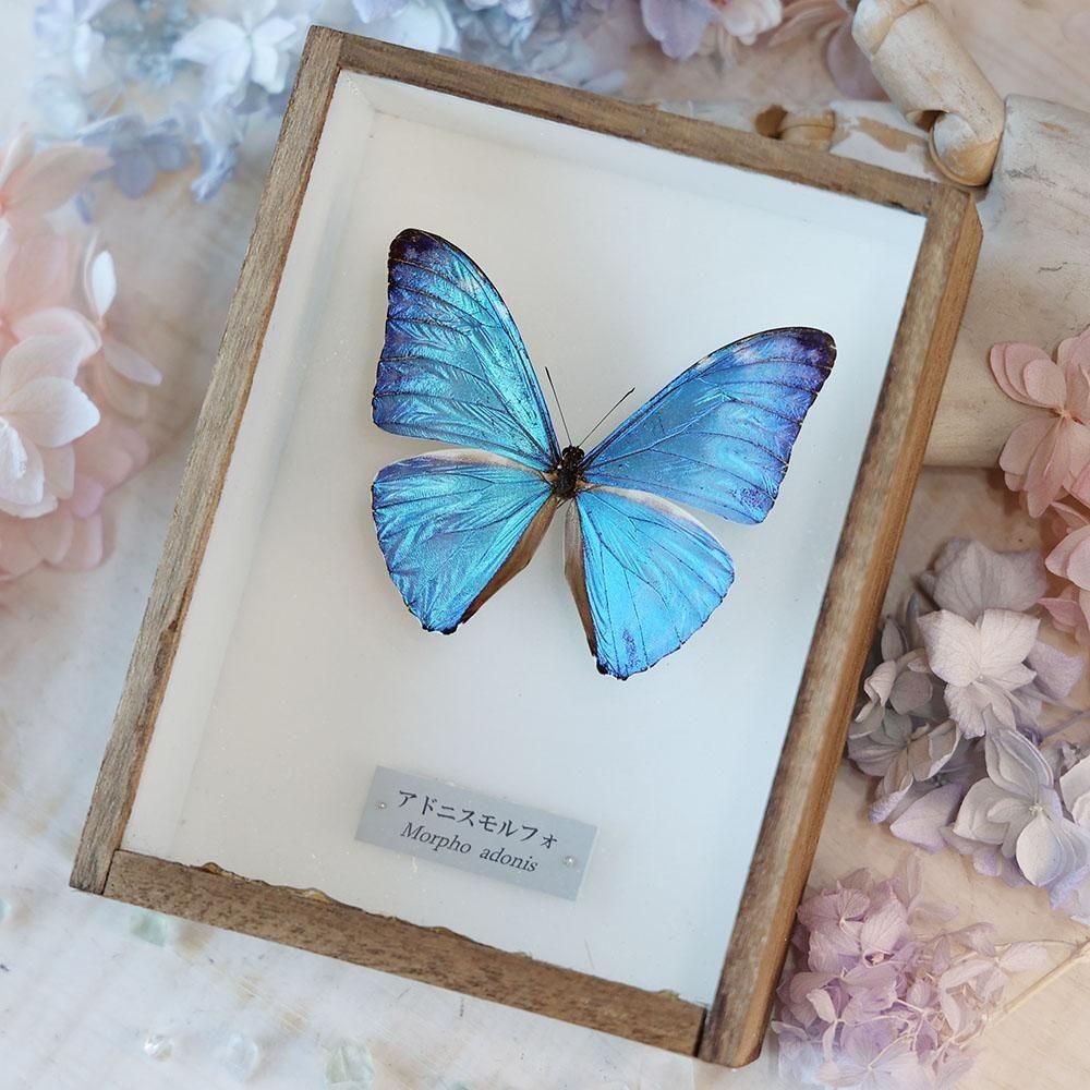 モルフォ 標本 チョウ モルフォ蝶 他 アンティーク蝶標本 ヴィンテージ