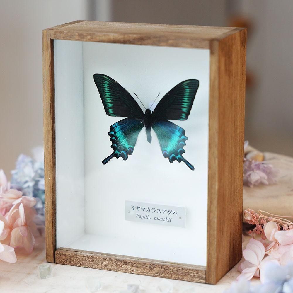 ブルメイアゲハ 標本 ガラスケース 【公式通販】