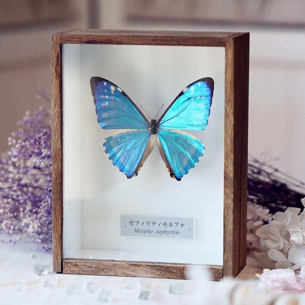 蝶標本「ゼフィリティモルフォ」 - 海福雑貨通販部